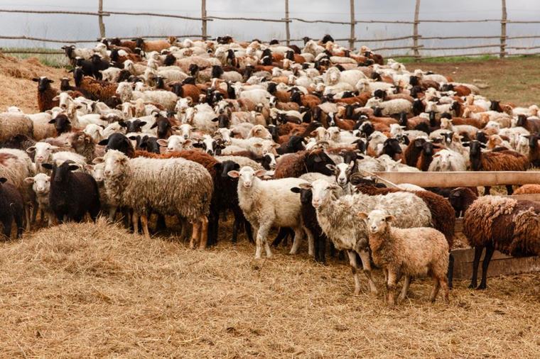 GROM UDARIO U STADO I UBIO 95 OVACA! Horor scena na planini kod Velesa! (FOTO)