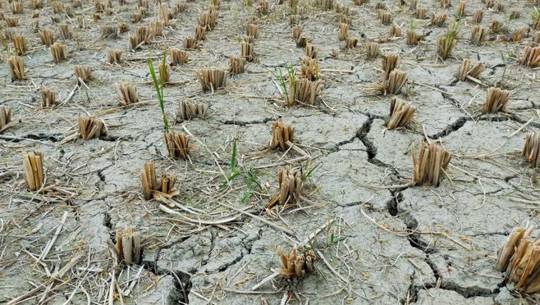 UPOZERENjE SA VRHA EU: Klimatske promene mogle bi delove Evrope da učine nepogodnim za agrar
