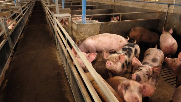 SRBIJA ISPUNILA NOVE EVROPSKE USLOVE: Šta to znači za izvoz srpskih proizvoda životinjskog porekla
