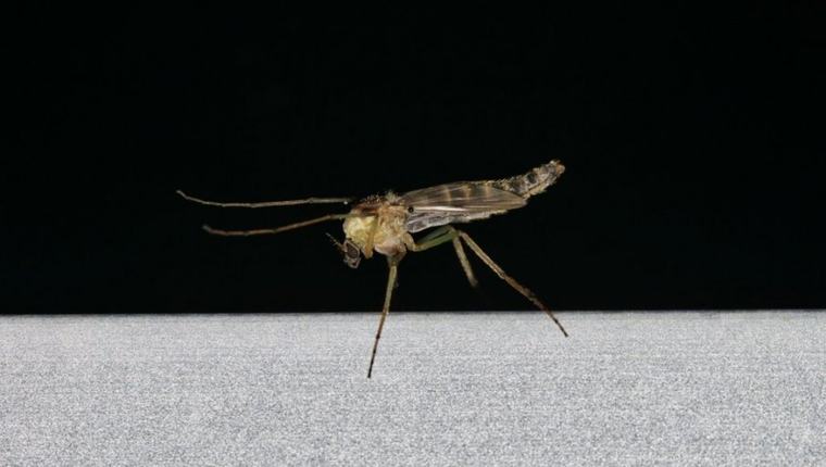 ALARM ZBOG KOMARACA U HRVATSKOJ: Virus Zapadnog Nila oborio desetoro, šestoro završilo u bolnici
