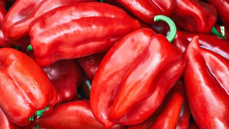 PAPRIKA SPASENA OD PAKLENE ŽEGE, ALI STIGAO NOVI UDAR: Ajvaruša rodila odlično, otkupna cena pravi problem