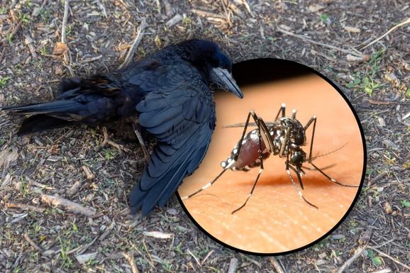 ALARM U KOMŠILUKU Virus Zapadnog Nila stigao u Zagreb, uginule vrane na pet lokacija: Nadležni uputili HITNO upozorenje građanima