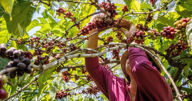 Godišnje uvezemo više od 30.000 tona kafe